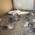 صوص عمر ثلاث أسابيع