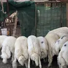 طليان حريه حي الحمدانيه