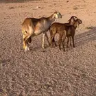 شاه سواكنيه متاوم مقنوي