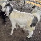 تيوس سوري ثنايا