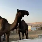 بكار مجاهيم ثنتين حقايق رمضان ثنتين ومفريد العام ذا شهر 8