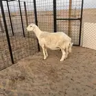 تمم البيع