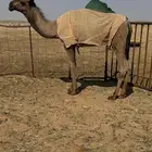 للبيع قعود مفرود باتلي