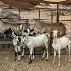جفار بيشيات ( تم البيع )