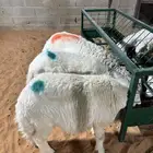 ذبايح حري نجدي