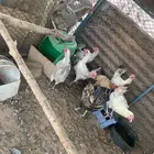 دجاج بلدي و فيومي بياض شرط ورجان