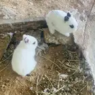 ارانب الندر القزمي مكحل