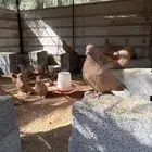 حمام مصري مالطي اجواز
