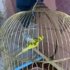 طيوره باجي