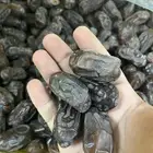 تمر خضري