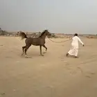 مهرة من الآخر فاخرة