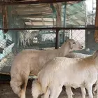 رخلتين حرية ورخله رفيدية ذبائح