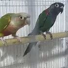 جوز كنيور ( تم البيع )