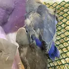 فروخ روز غر