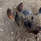 فروخ بلدي و فيومي