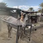 خيل شعبي