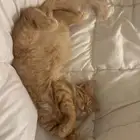 قط برتقالي عمره 4 شهور للتبني جيزان حي الشاطئ