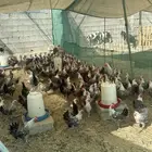 للبيع ديك فيومي