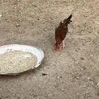 ديوك للبيع