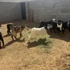 للبيع