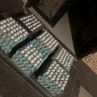للفقاسات بيض مخصب فيومي شبابي