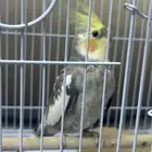 كروان ( كوكتيل)