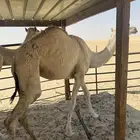 بكرة شقحا باتلية