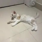 للبيع قطه شيرازيه