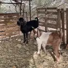 شاه للبيع