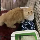 قطة