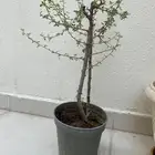 شجرة البشام