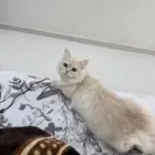 قط العمر سنه النوع شيرازي القط ماشاءلله لعوب تبني