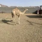 بكره عمرها سنه ونص