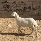 للبيع حري رخل