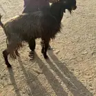 للبيع معزاء شاميه السن رباع