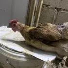 دجاجه بلد و ديك فيومي الدجاجه تبيض