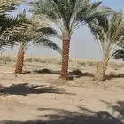 تتوفر جميع أنواع النخل