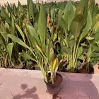 شتلات متميزه للحدائق والاستراحات بسعر الجمله وبكميات