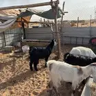 مقاني 20 بفحلها