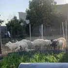 للبيع طليان ورخال عدد 16