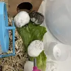 هامستر روسي ذكور اليفه