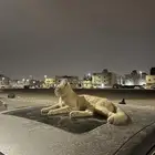 قط متخلى عنه أو مفقود