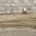 ديك وخمس دجاج للبيع