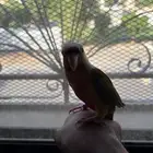 كنيور اناناس (تم البيع )