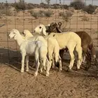 طليان هجين سواكني وحري