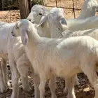بهم حري اربع رخال وخروف الموقع الرس