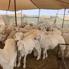 حري طليان ذبايح ضيوف عقيقه ذبائح مناسبات يوجد توصيل
