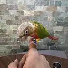 كنيور اناناس أليف