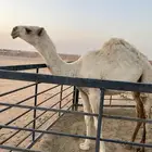 حقه للبيع على السوم
