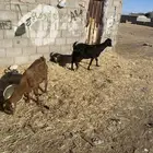 معز البيع أسوم وصل 700 نطلب زود